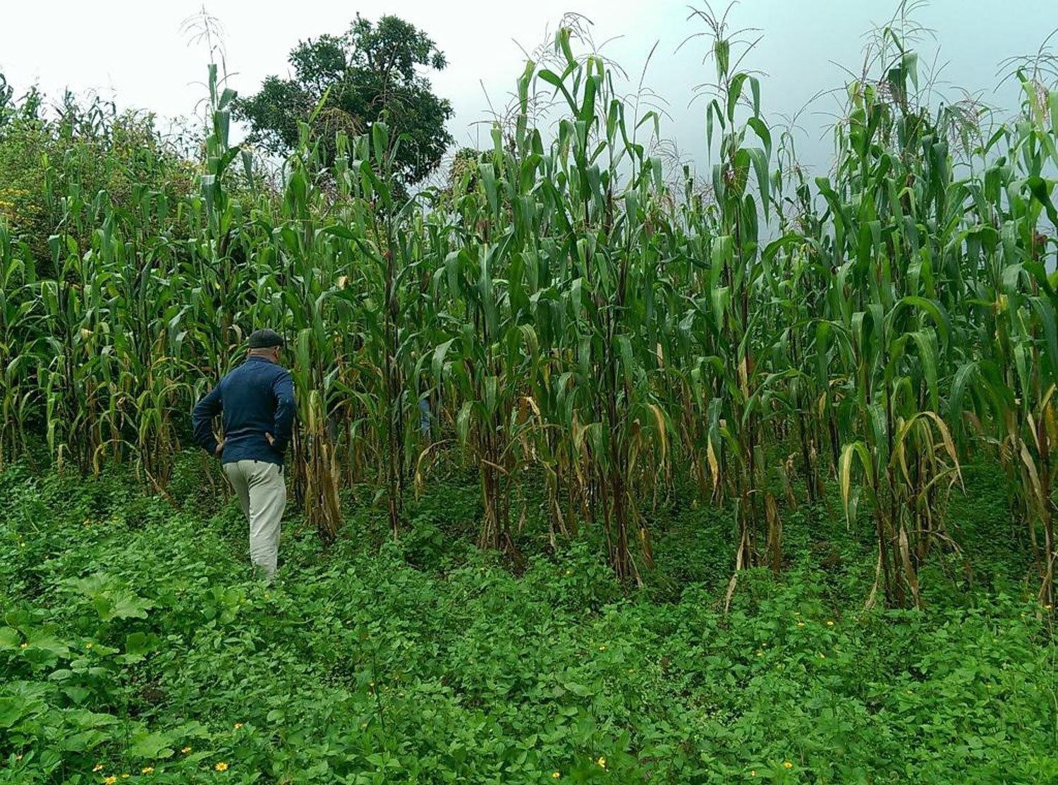 Oaxacan Bolita Azul Corn Seeds (1 lb)) / MEXICAN HEIRLOOM / Non-GMO / RARE