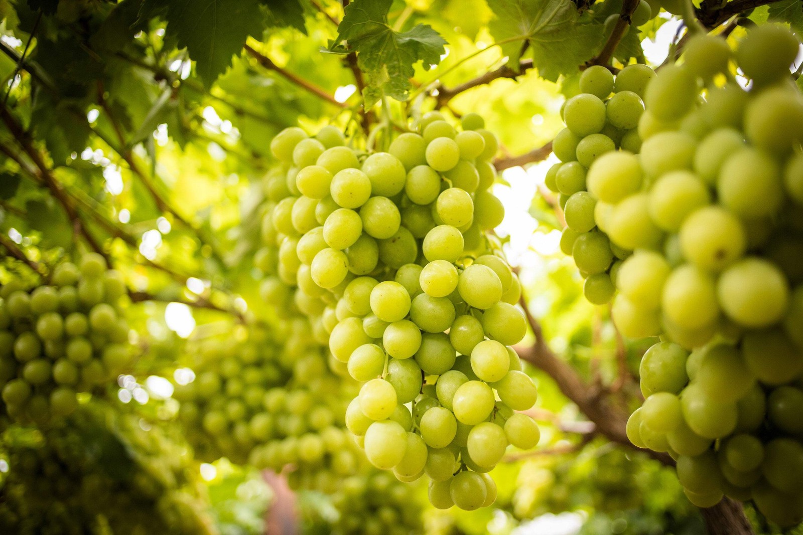 50 GREEN (Dessert / Table) GRAPE Vitis Vinifera Fruit Vine Seeds