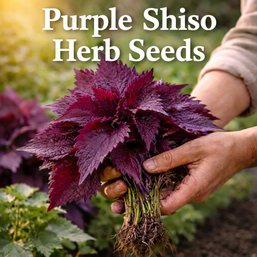 Purple Shiso Herb Seeds (Perilla) Asian Herb for Sushi & Korean Dishes 100 seeds