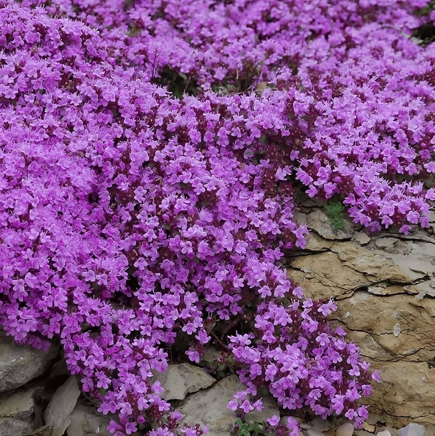 1000+pcs Creeping Thyme Seeds for Planting – Non-GMO Ground Cover Flowers