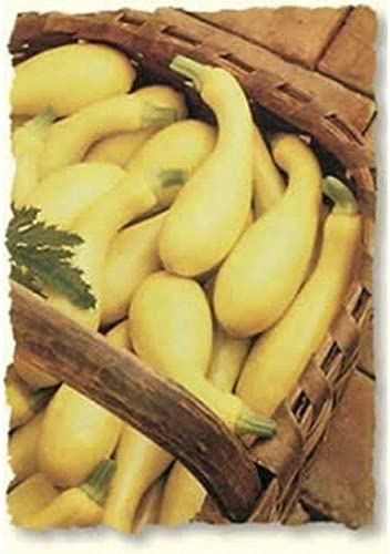 Dixie Hybrid Yellow Squash Seeds (25 Seed Package)