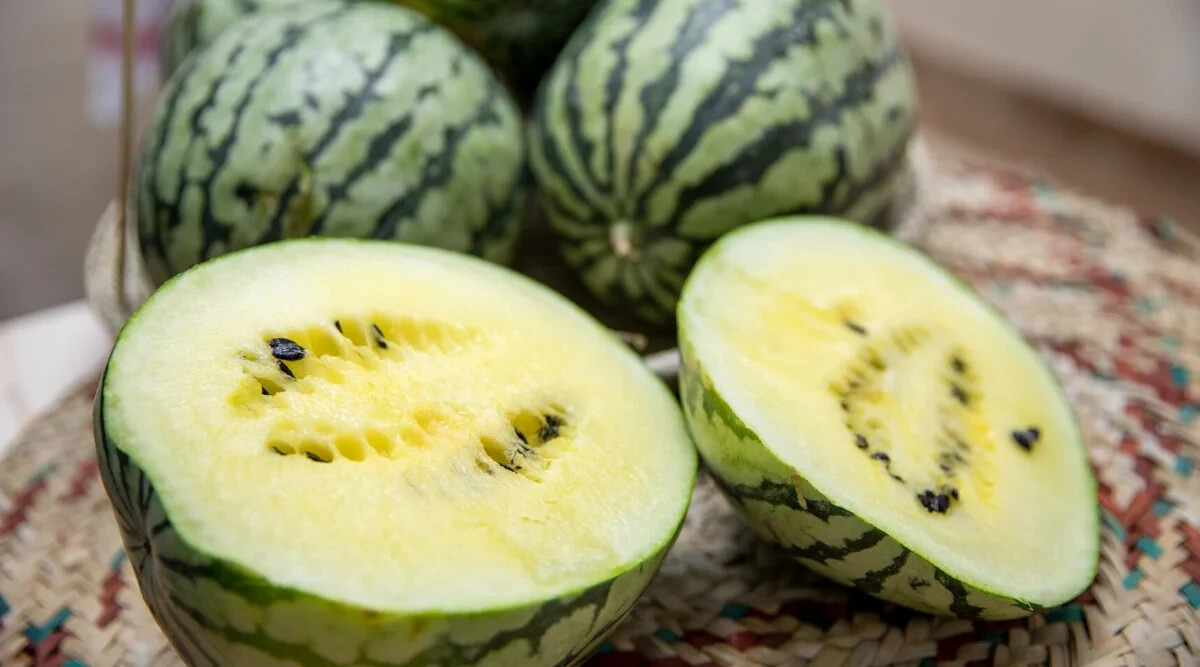50+ Cream of Saskatchewan Watermelon Seeds for Planting – USA – FREE SHIPPING!