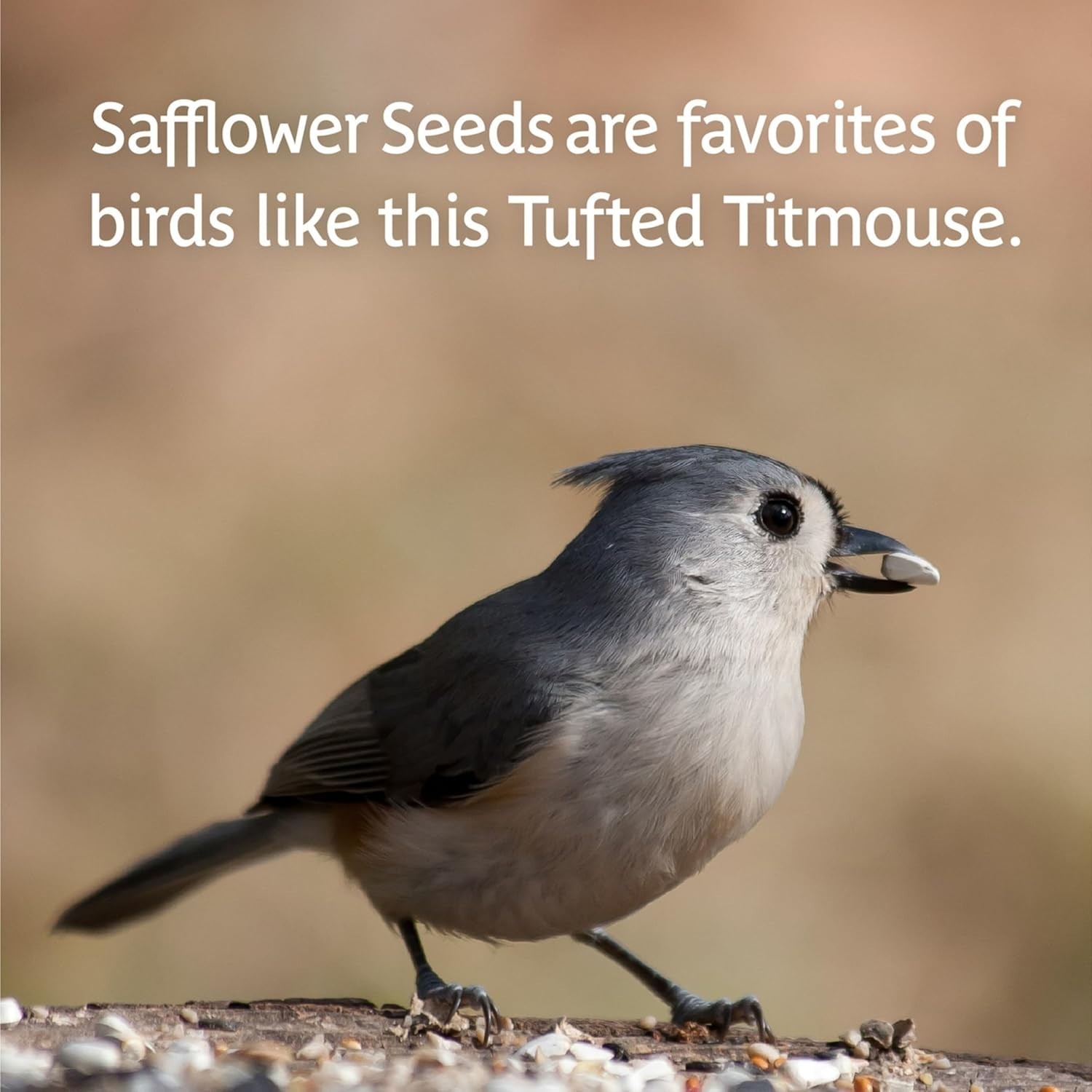 Safflower Seed 15 lb Bag, Enriched with Vitamins for Bird Health and Feeding