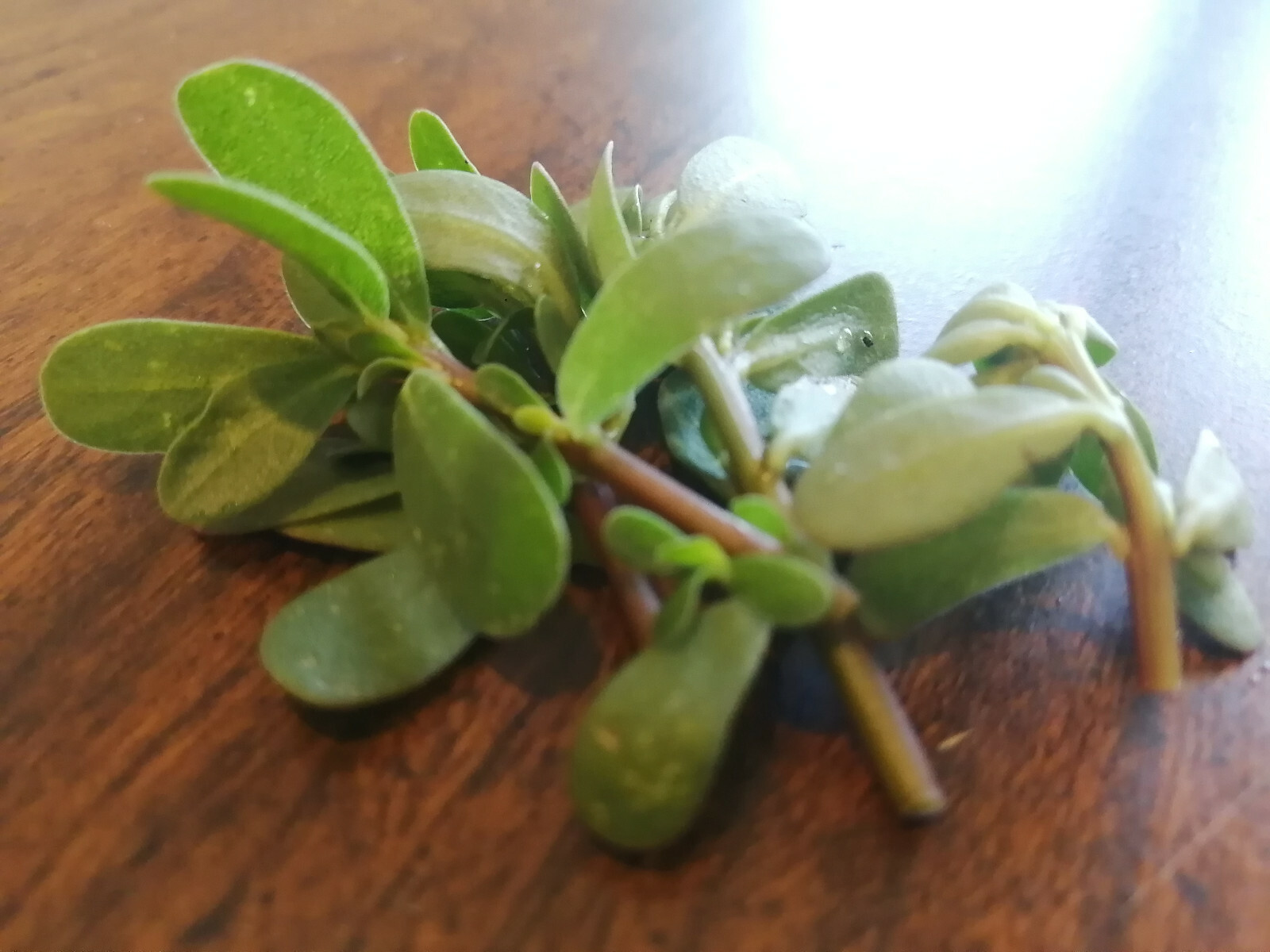 Green Common Purslane 1000 Seeds – Pursley, Red Gruner, Portulaca oleracea Herb