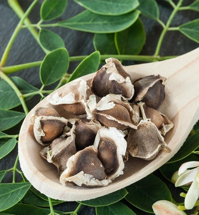 Moringa Seeds 30CT Organic/Non-GMO