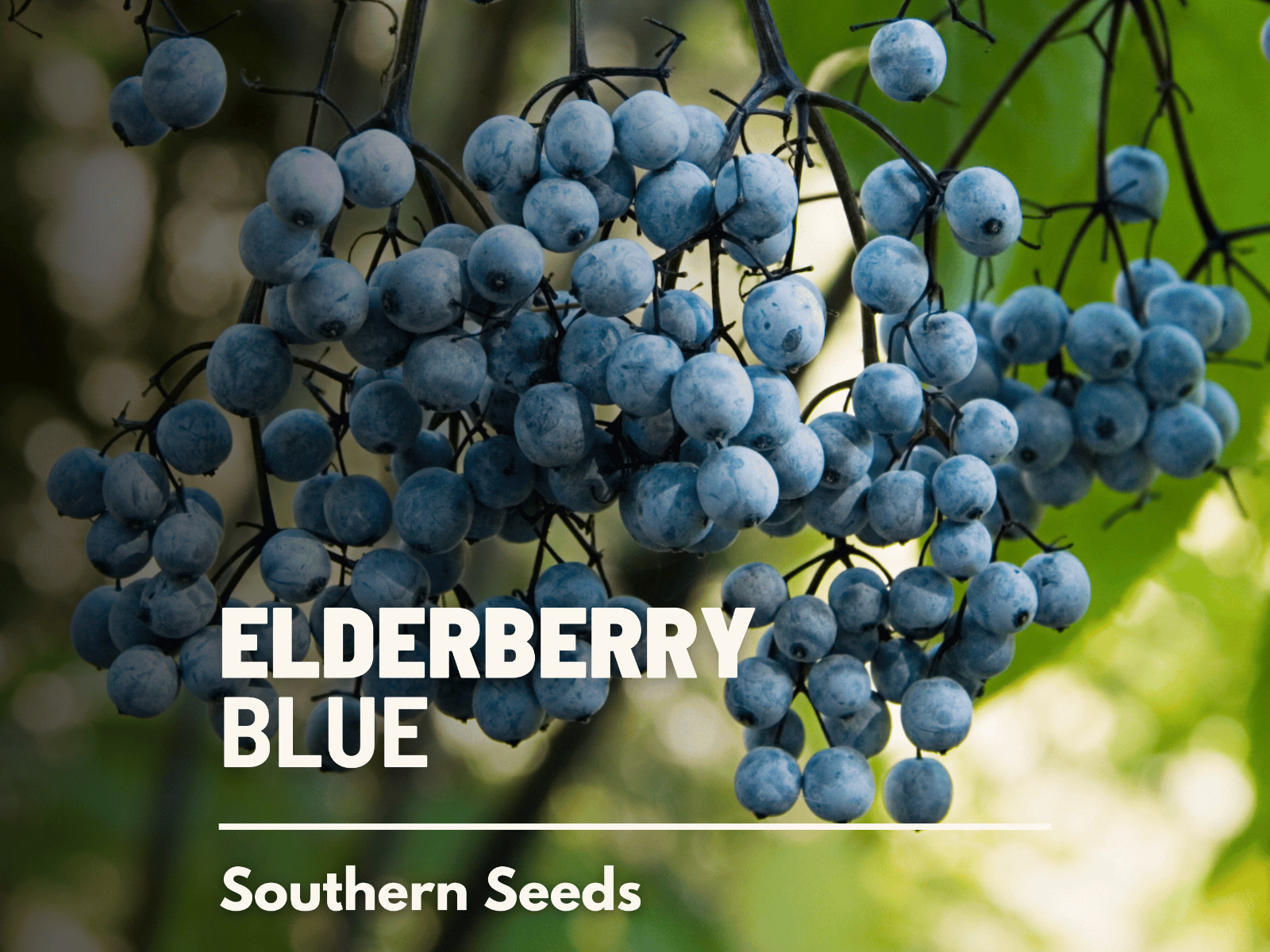 Elderberry, Blue – 50 Seeds – Culinary & Medicinal – NonGMO (Sambucus caerulea)