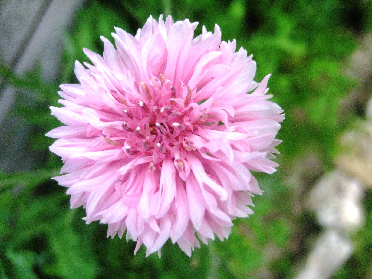 500+Pink CORNFLOWER Seeds Bachelor Button Cut Dried Flowers Garden Container