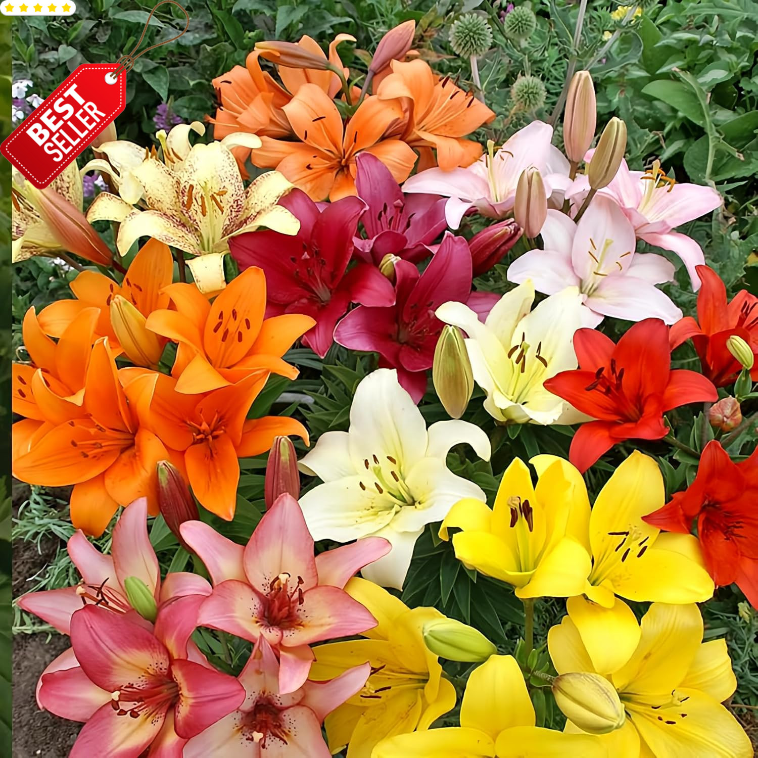 Asiatic Lily Bulbs Mix Fresh Dug Perennial Flower Garden Plant 10 Pack – US
