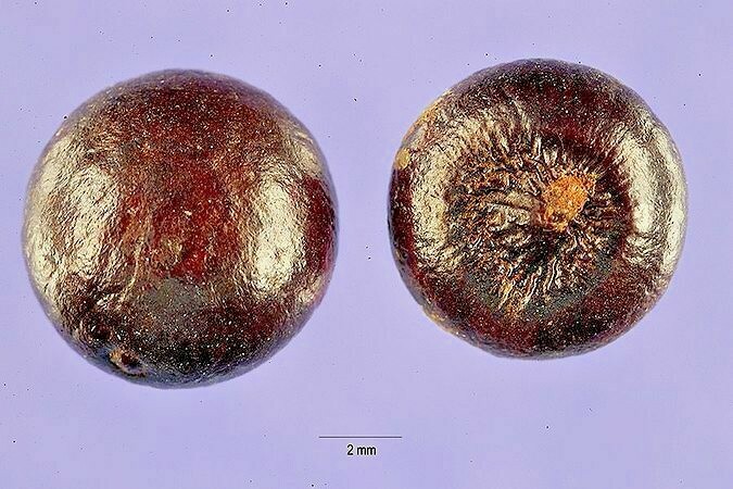 15 DWARF PALMETTO PALM SEEDS – Sabal Minor