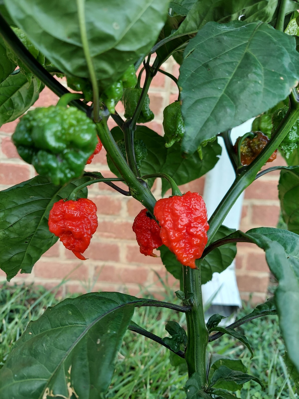 7 Pot Primo Super Hot Pepper (10+) Seeds