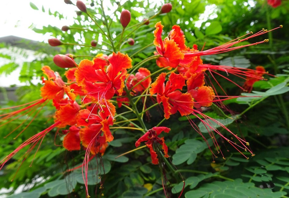 Caesalpinia mexicana| Red Bird of Paradise 10 seeds