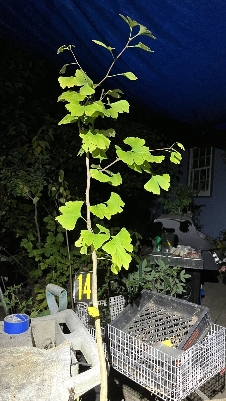 Ginkgo #14, exact plant, 4 years old. Shipped with roots wrapped. No soil.
