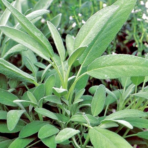 201+CULINARY Broadleaf SAGE Seeds Organic Native Herb Garden Container Flowering