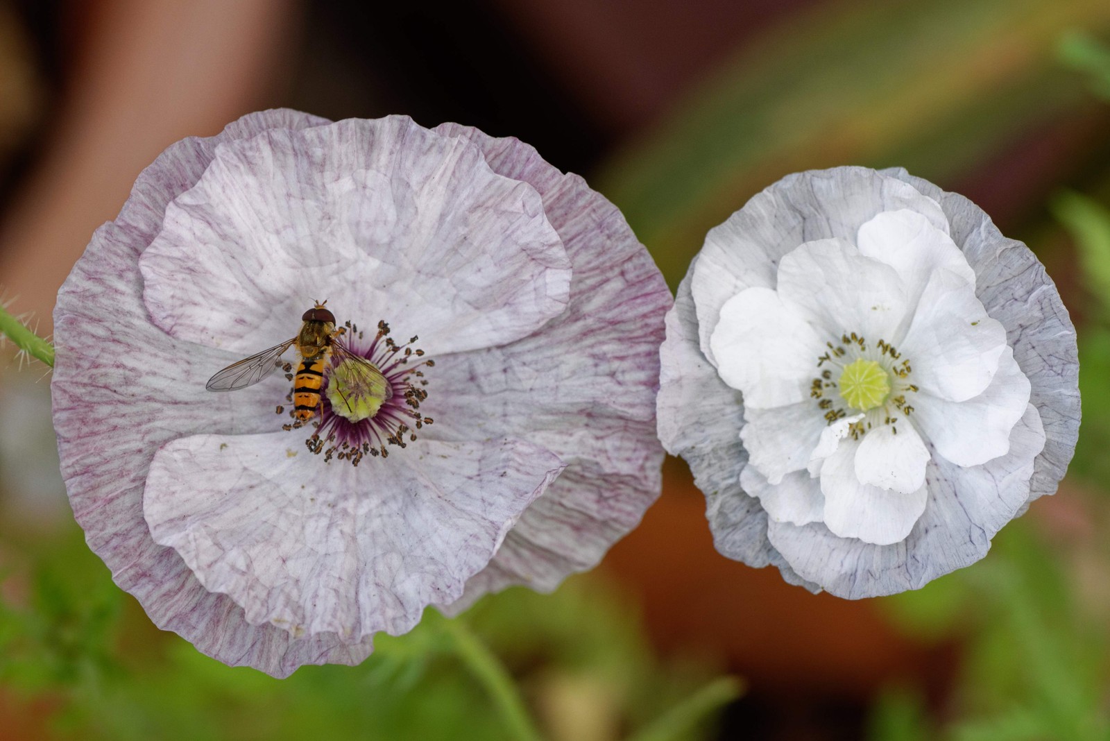 100 MOTHER OF PEARL POPPY MIX Papaver Rhoeas Shirley Flower Seeds Mixed Colors