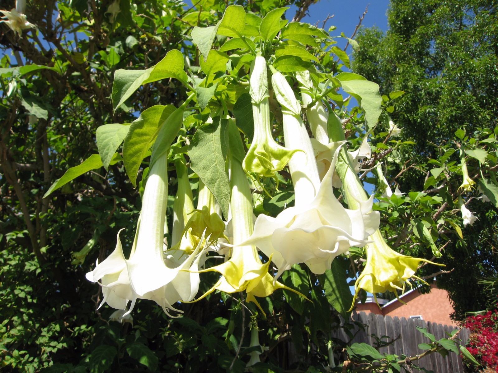 Brugmansia suaveolens WHITE ANGELS TRUMPET Seeds!