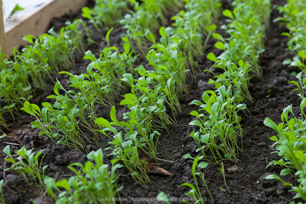 600+ARUGULA ROQUETTE Seeds Organic Spring Fall Garden Patio Containers Fast Easy