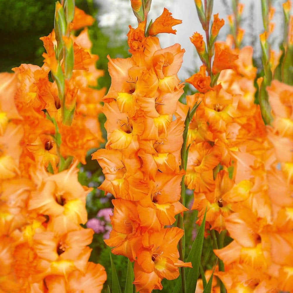 Gladiolus ‘Olympic Flame’ Flower Bulbs (Bag of 30/60/90) 12/14cm Spring Planting