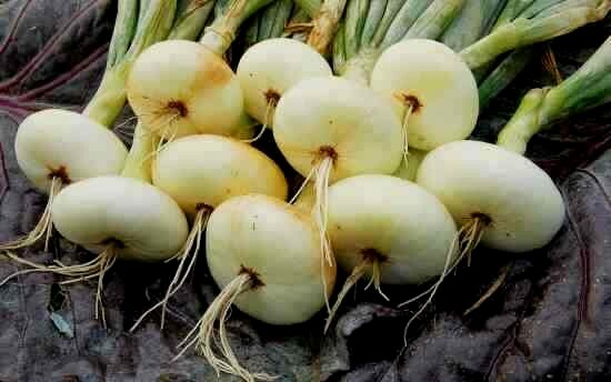 BORETTANA YELLOW CIPOLLINI ONION SEEDS NON-GMO Italian Heirloom super flavor!