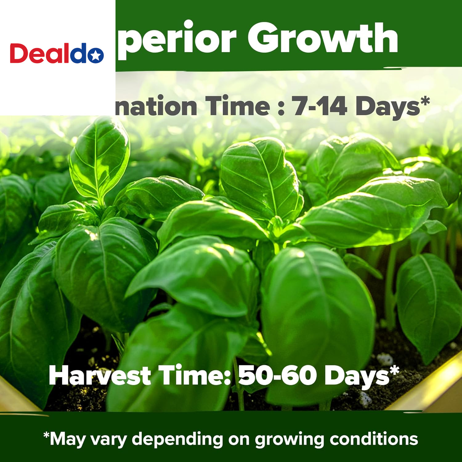 Non GMO Genovese Basil Seeds Pack 1,750+ High Germination Heirloom Seeds (Ocimum