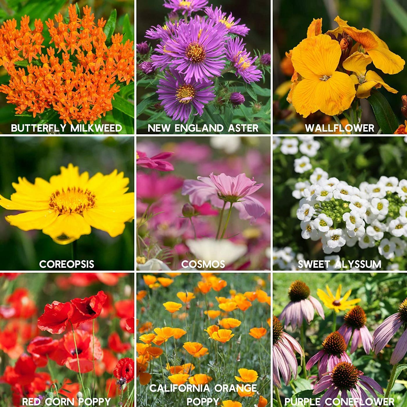 WILDFLOWER SEEDS – SAVE THE BEES – 1. gram