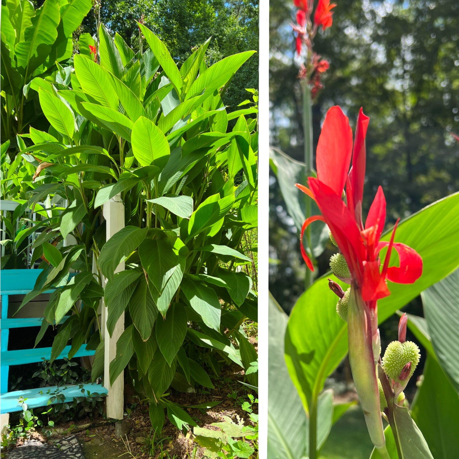 Lot of 10 Red Canna Lily Bulbs Root Rhizomes Plants Flower Garden Outdoors