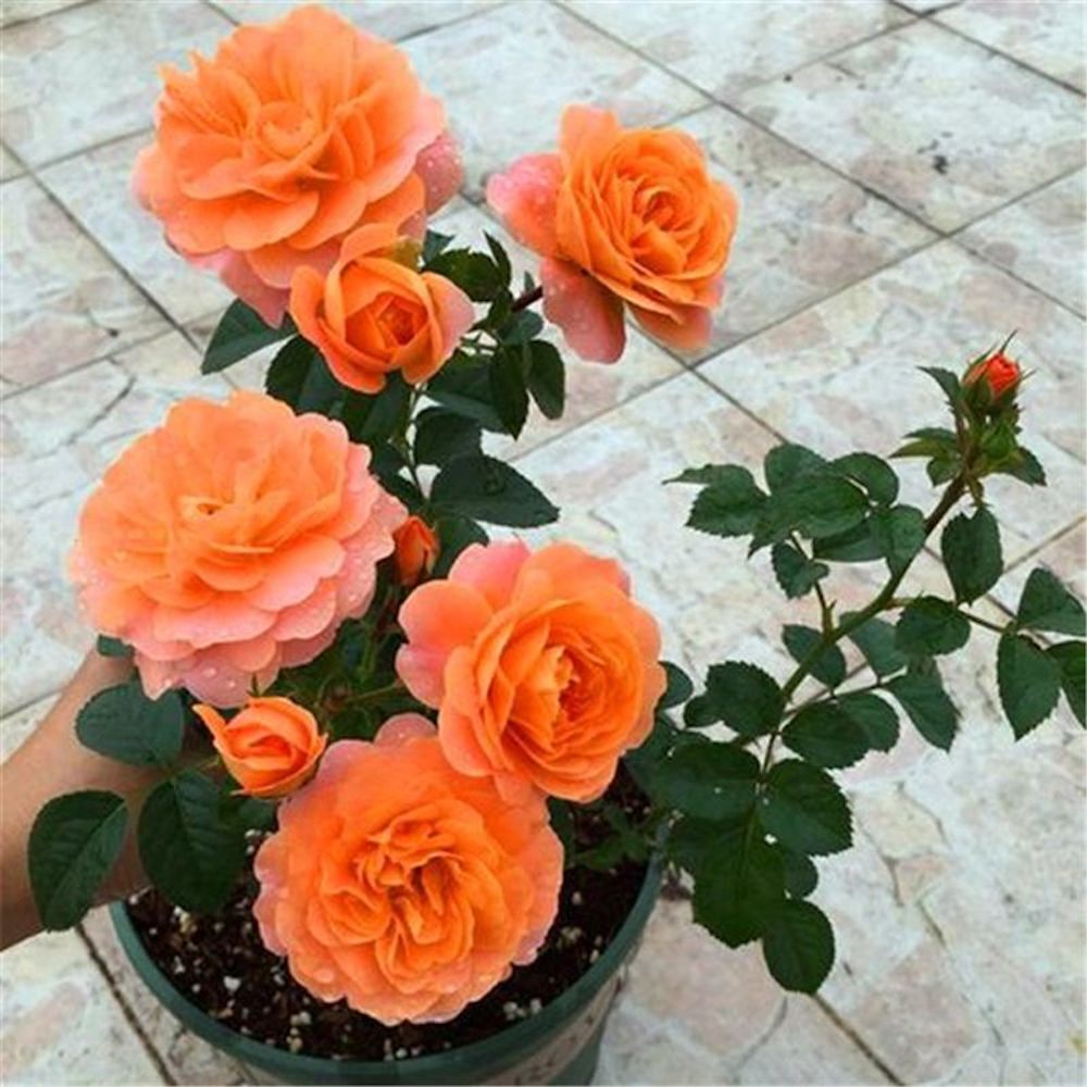 20 EXOTIC RARE ROSE SEEDS home garden flower plant bush diy sun Rosas hybrid USA