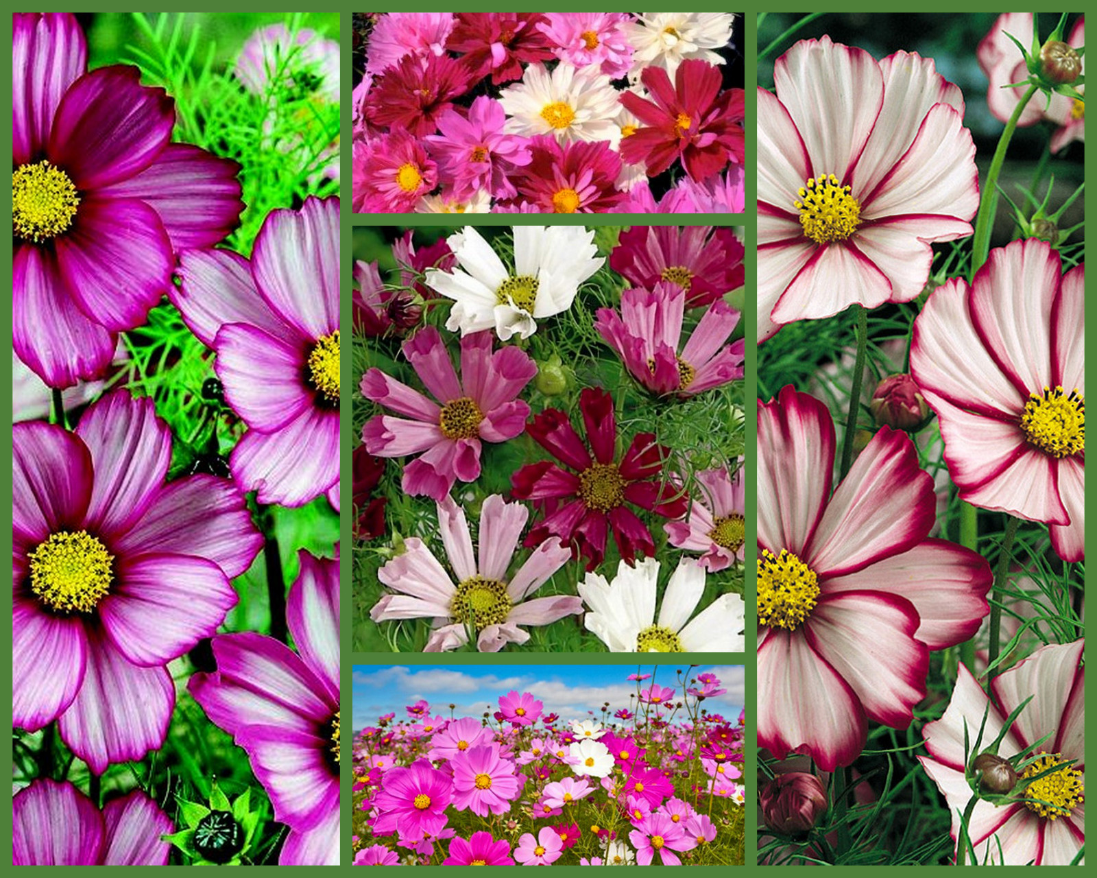 Cosmos Seeds, Crazy For Cosmos 5 Pk Special, Heirloom Flower, Draws Butterflies!