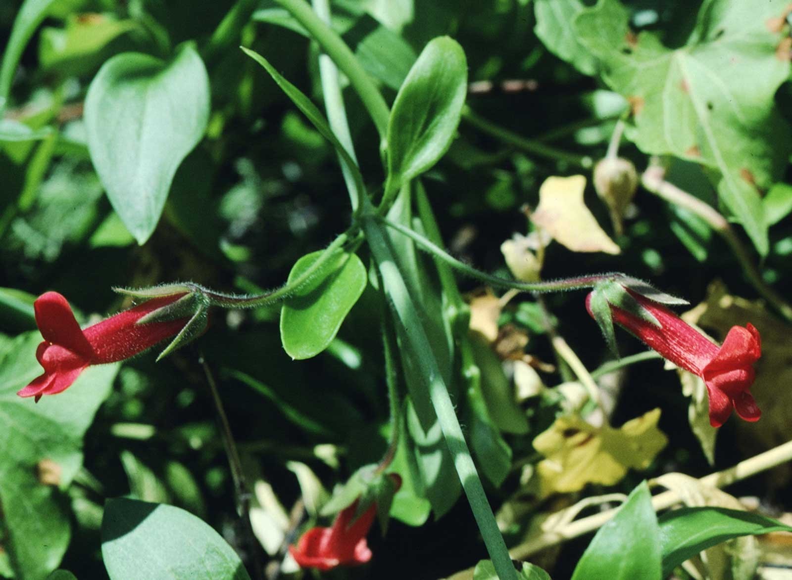 Galvezia speciosa | Gambelia | Showy Island Snapdragon | 20_Seeds