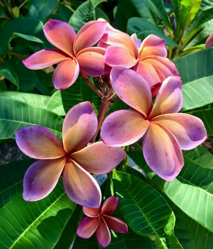 5 Pink Orange Plumeria Seeds Plants Flower Flowers Perennial Seed 503 US SELLER