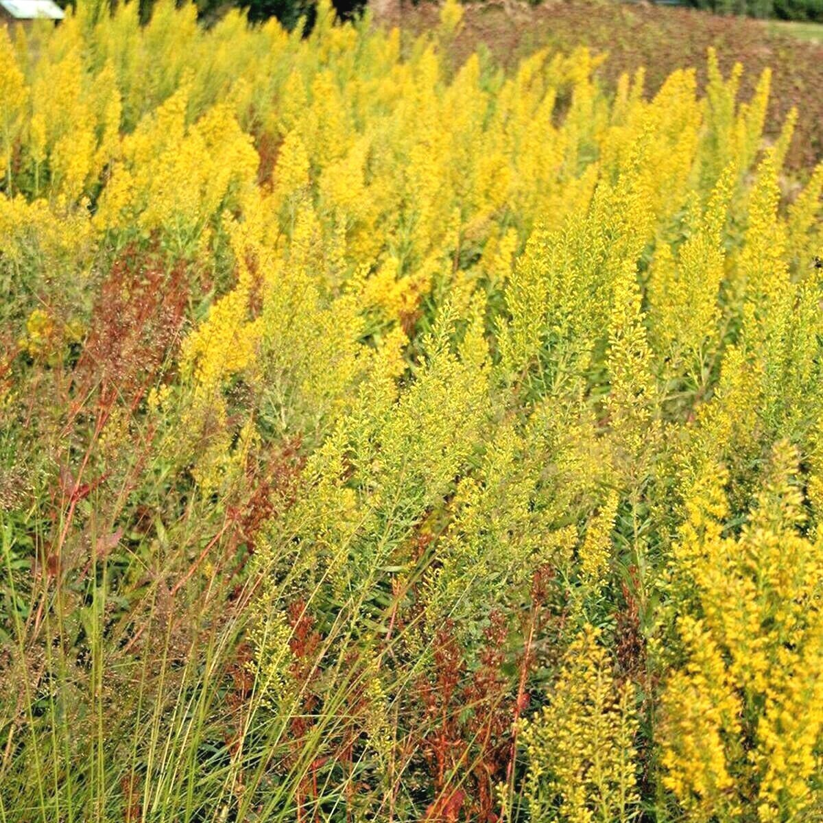 101+SHOWY GOLDENROD Seeds Perennial Native Wildflower Pollinators Autumn Flowers