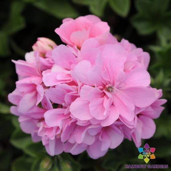 25+ Precision Pink Ivy Leaf Geranium Seeds for Garden – USA – FREE SHIPPING!