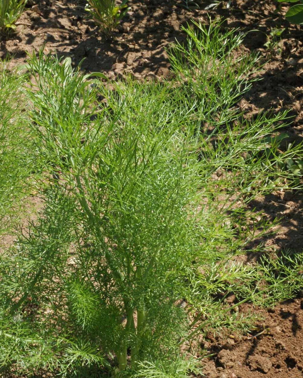1oz Fennel Seeds Vegetable Herb NON-GMO Heirloom Gardening Approx 5600 Seeds