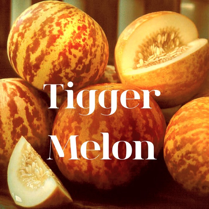 🌱 Heirloom Tigger Sweet Melon 15 Seeds Fresh Seeds