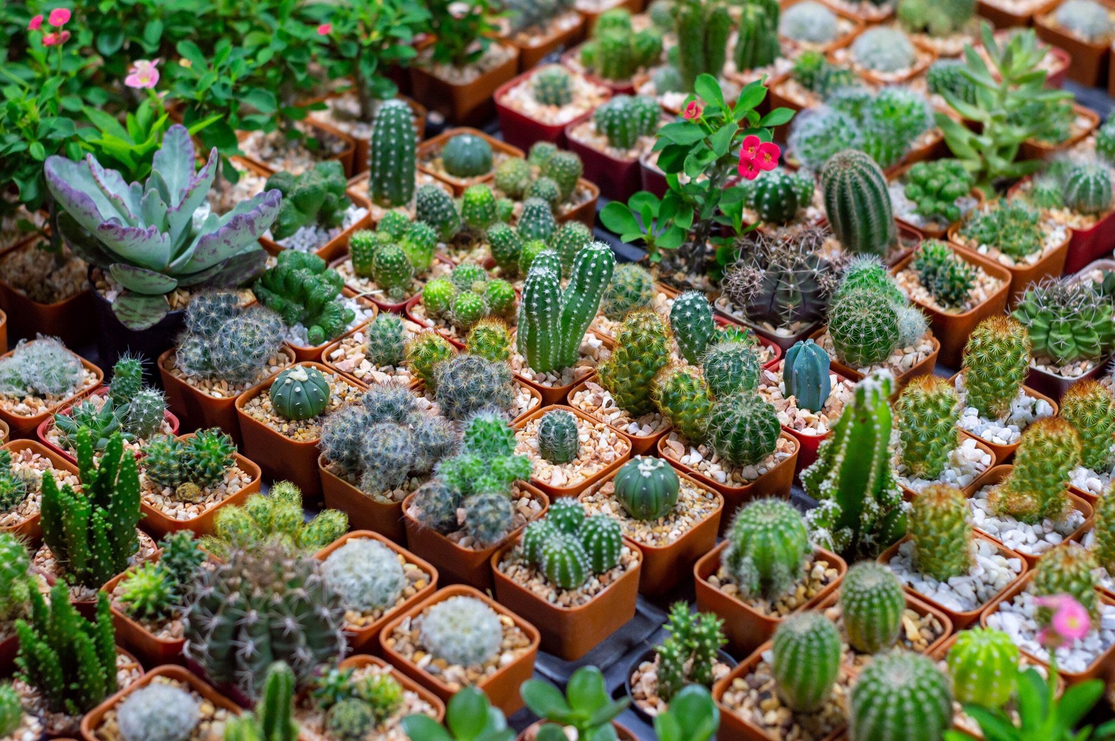 50 CACTUS MIX ‘FINEST MIXED’ Succulent Flower Seeds *Flat S/H