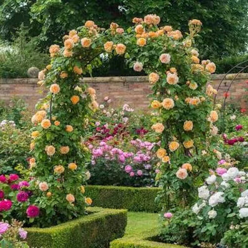 25 CLIMBING ROSE SEEDS Garden Plant Flower rare exotic USA seller FREE shipping