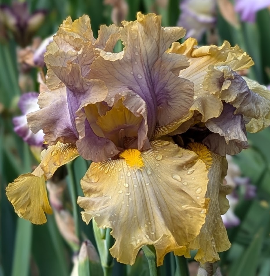 ‘Let Evening Come’ ﻿ TB Bearded Iris Rhizome PRE-SALE to Ship Aug/Sept