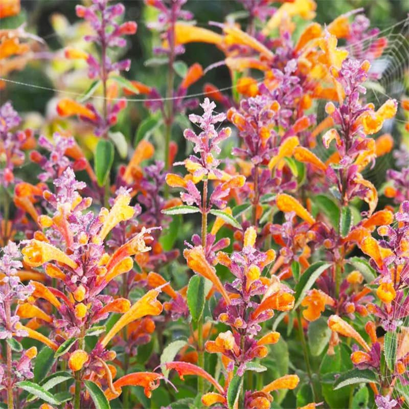45Pcs Perennial Mix Hummingbird Mint Seeds for Planting- Attracts Hummingbirds a