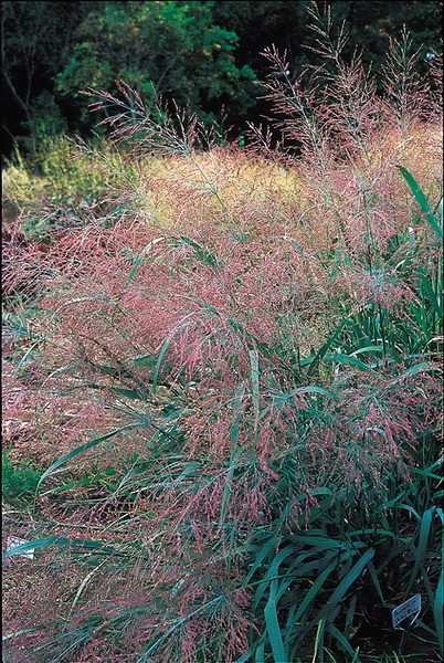 100 Dallas Blues Switchgrass Seeds. Organic. USA Seeds. Ships free