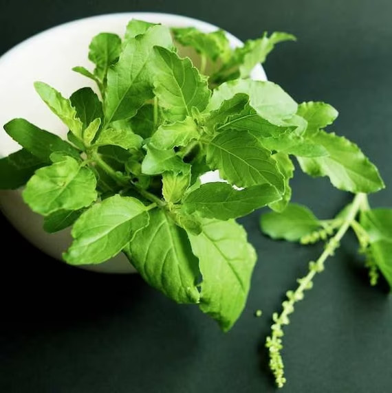 Holy Basil Green Seeds – 100.mg