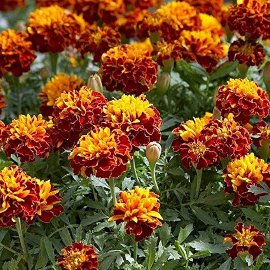 25+ Orange Flame Marigold Seeds for Garden Planting – USA – FREE SHIPPING!