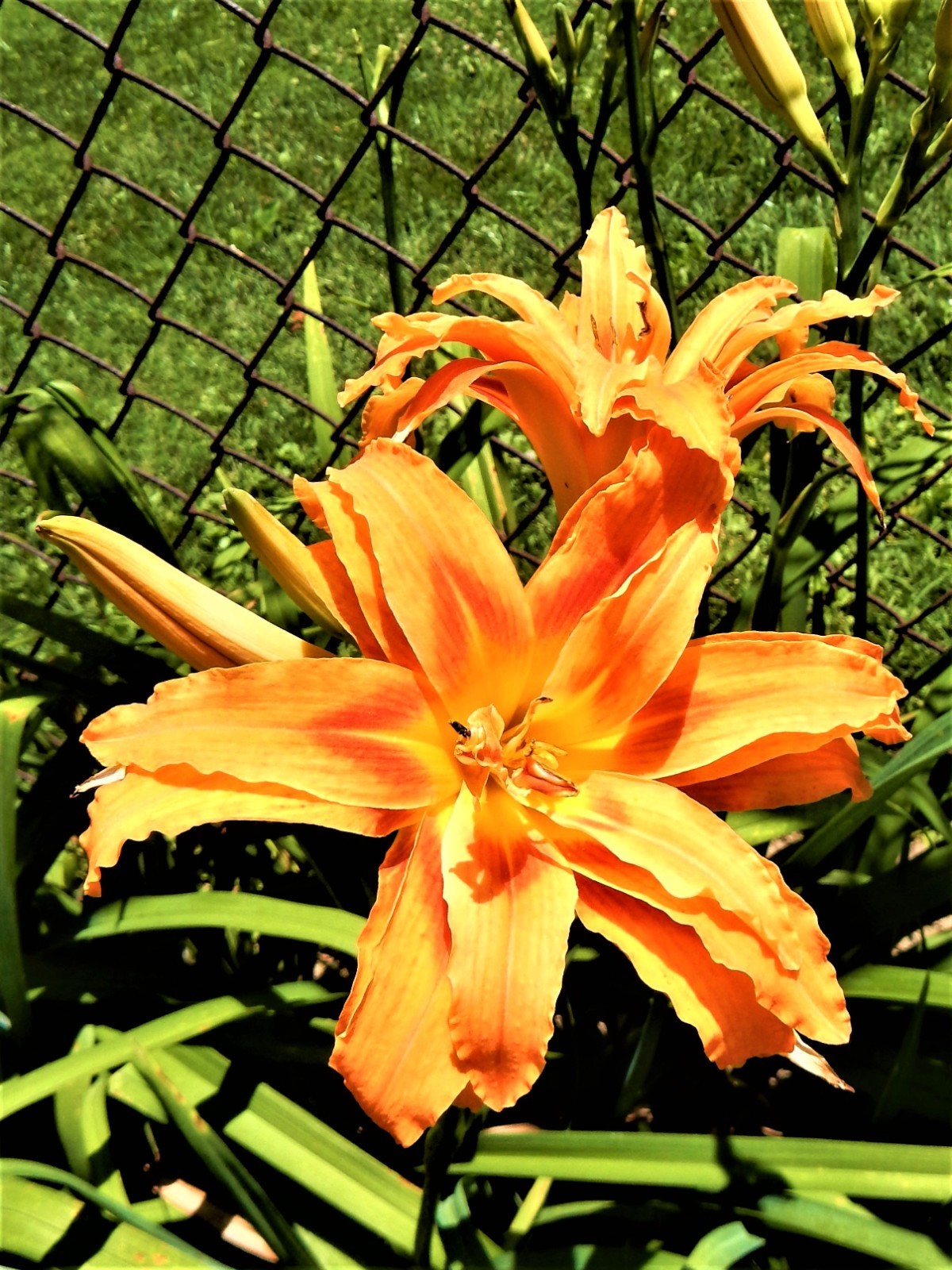 Hemerocallis Fulva ‘Kwanso’ – Double Orange Daylily Plant – 4 Plants
