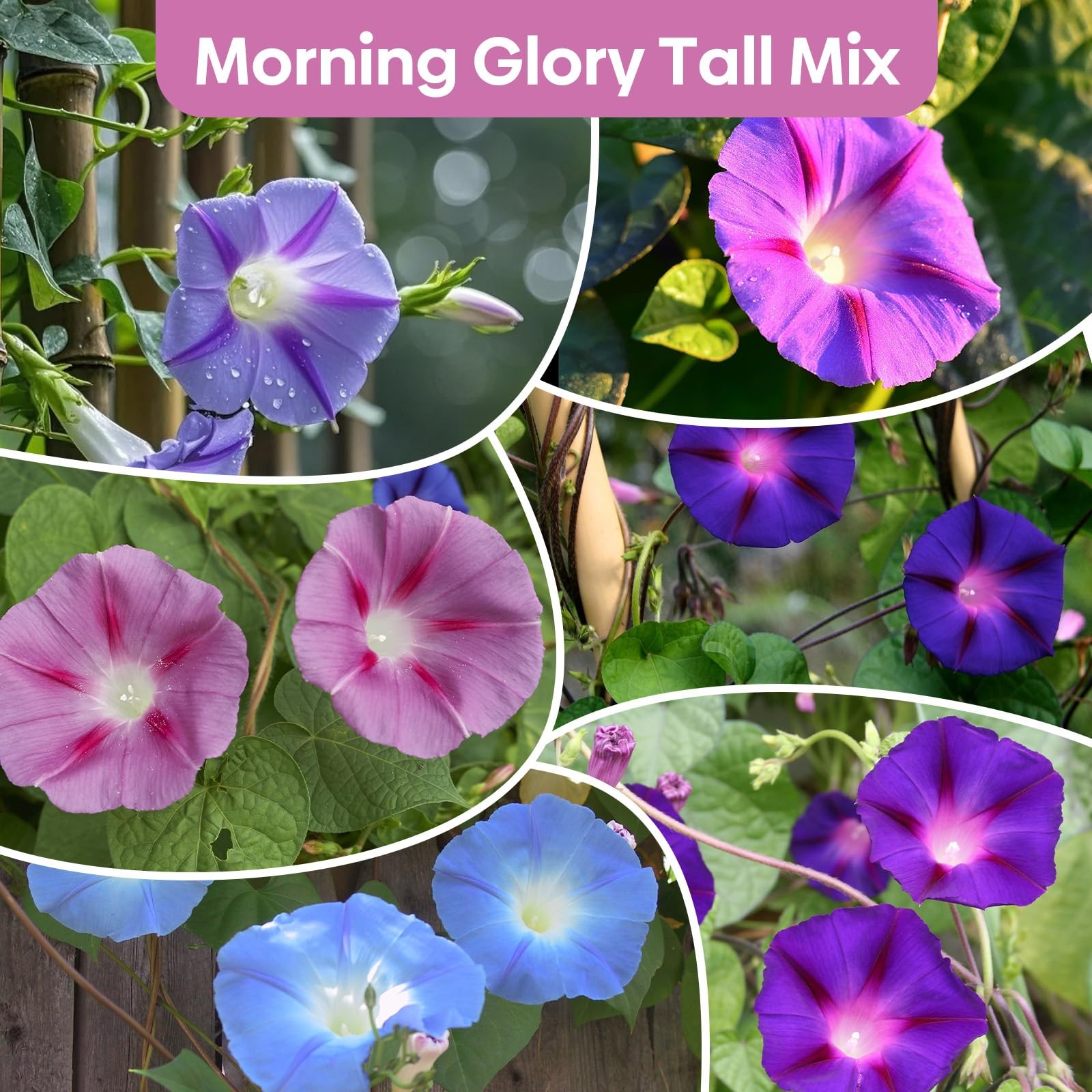 Morning Glory Seeds, Mix Color and Tall, Large Pack 1 Ounce Climbing Vine Flo…