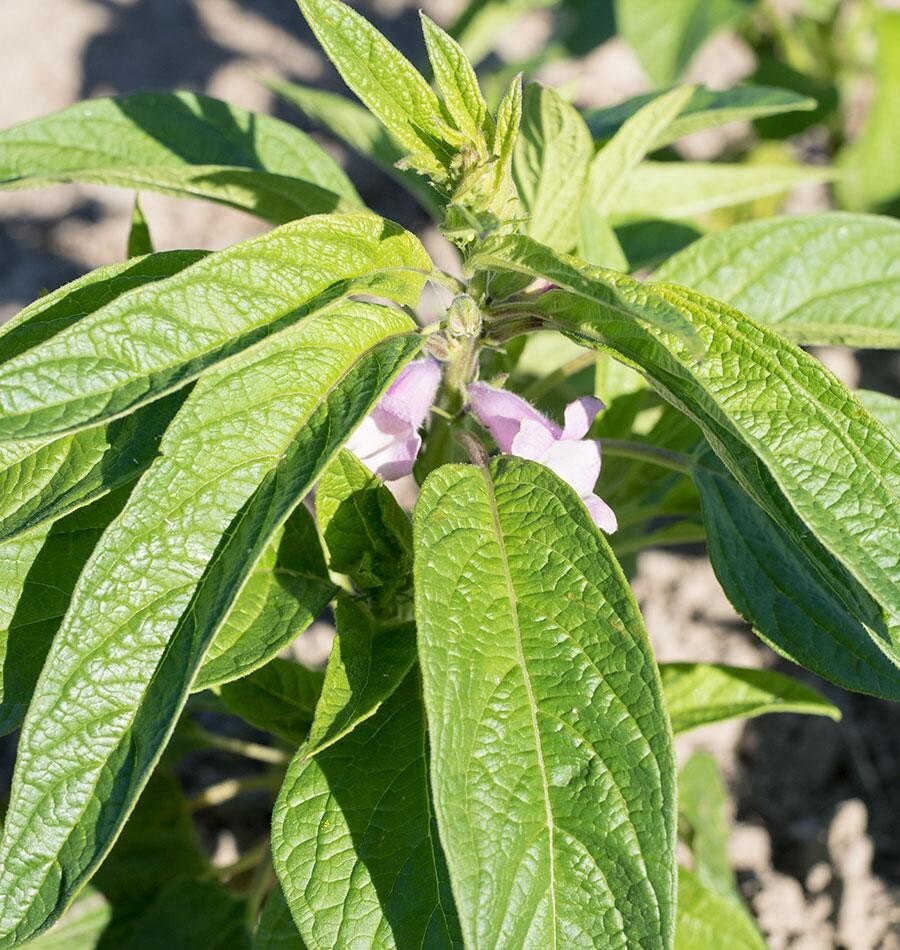 RARE✿ Japanese Golden Sesame Plant/Kingoma Seeds 30+ ●Warm Season Crop