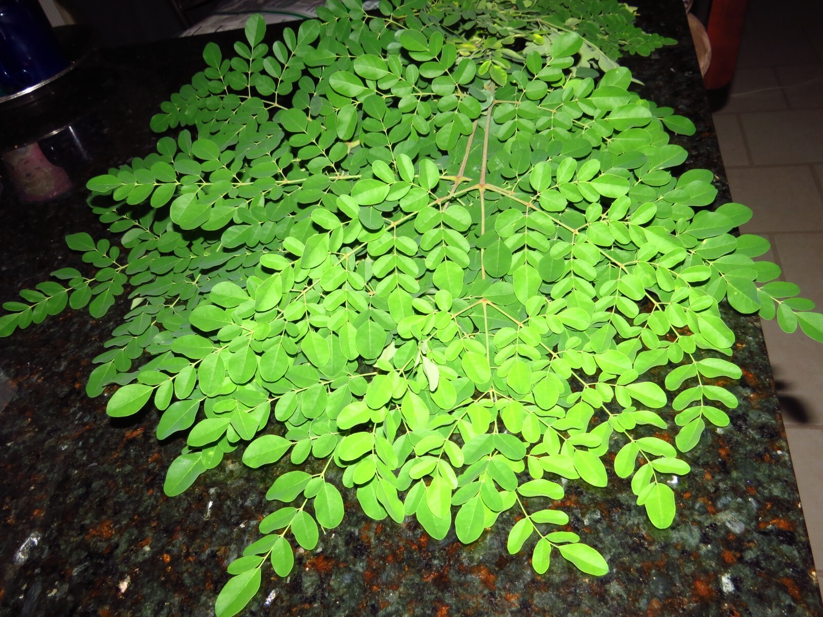 15 Organic Moringa Oleifera (Drumstick) Seeds.US grown seeds.