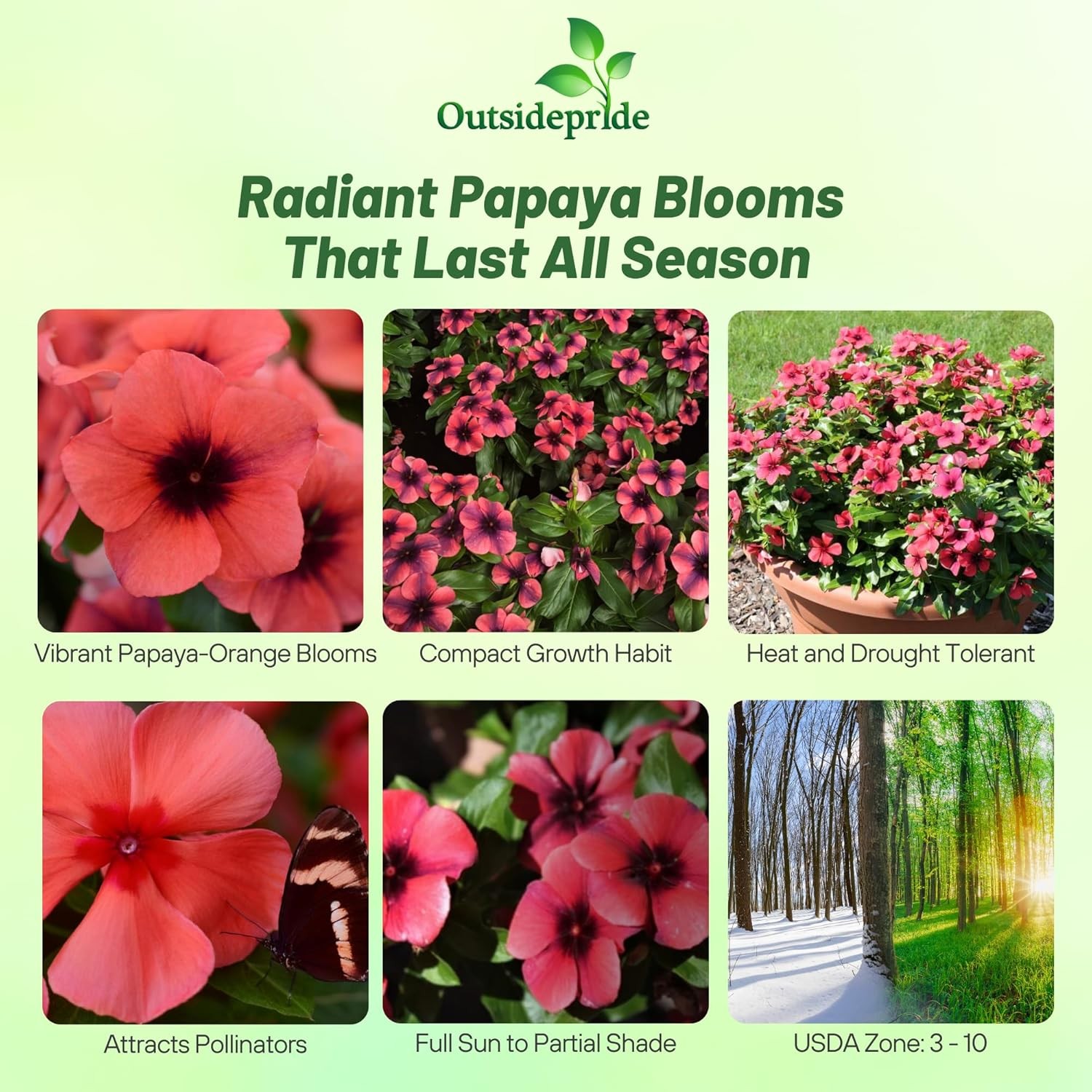 100 Seeds Vinca Papaya Periwinkle Seeds For Planting – Flower Seed For