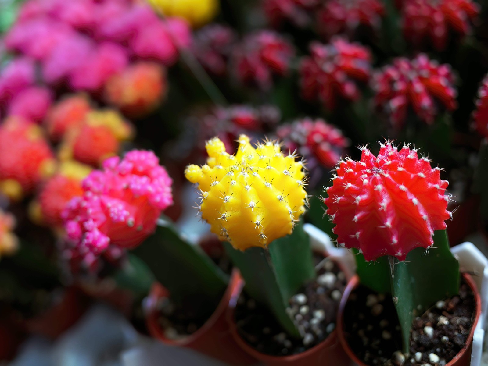 50 CACTUS MIX ‘FINEST MIXED’ Succulent Flower Seeds *Flat S/H