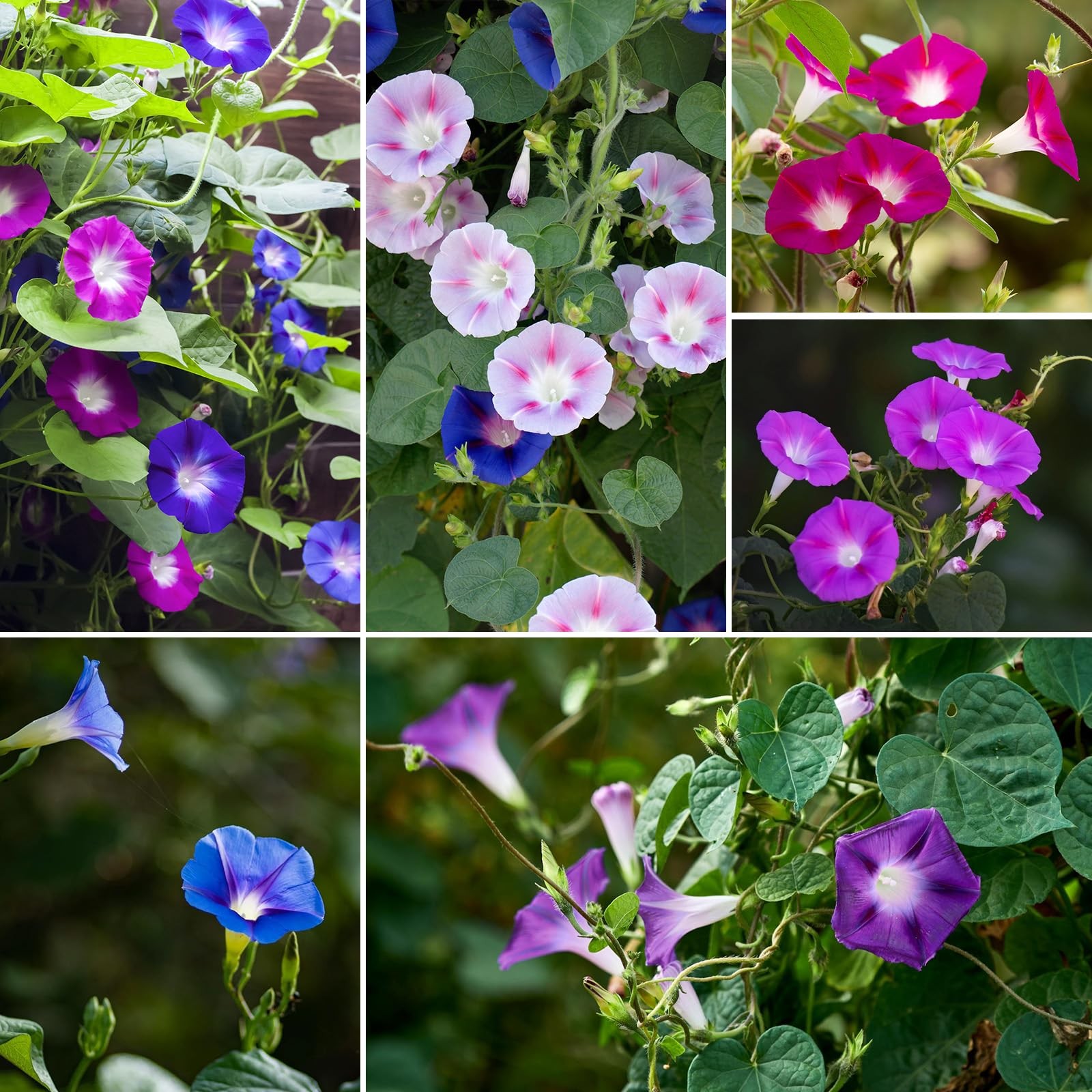 Morning Glory Seeds, Mix Color and Tall, Large Pack 1 Ounce Climbing Vine Flo…