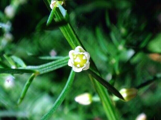 12 KOREAN ASPARAGUS FERN SEEDS – Asparagus schoberioides