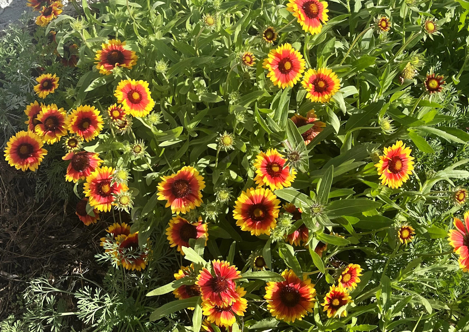 Indian Blanket Flower Seeds | Gaillardia Blanketflower Red Wildflower Seed 2025
