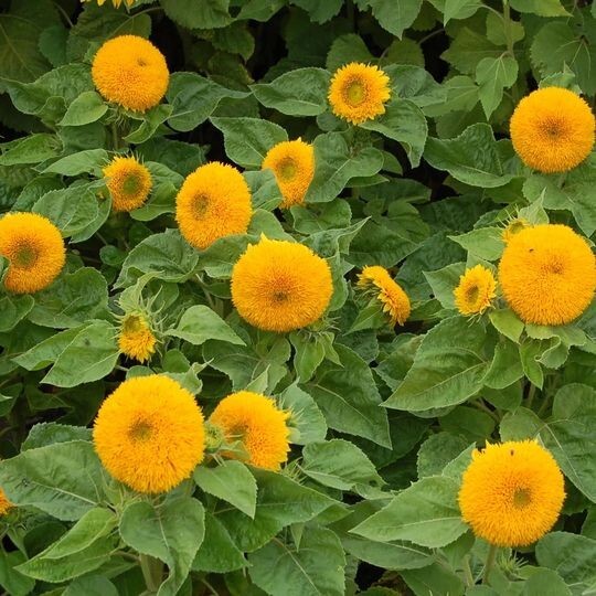 Teddy Bear Dwarf Sunflower Seeds – 50Pcs/pack – Non-GMO Heirloom Blooms